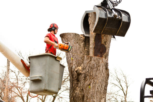 Best Emergency Tree Removal  in Lamar, CO